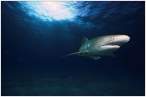 Shark.jpg