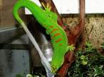 Lizzard.jpg