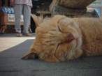 Sleeping.jpg
