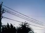 Birds.jpg