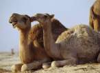 Camel.jpg