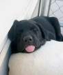 Slepping.jpg