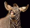 Zebra.jpg