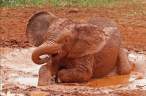 Elephant.jpg