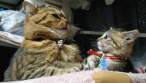 Cat.jpg