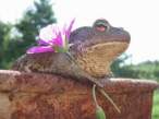 Flower.jpg
