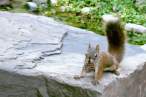 Squirell.jpg
