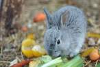 Wabbit.jpg