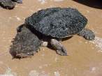 Turtles.jpg