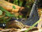Croc.jpg