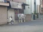 Zebra cow.jpg