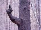 Tree.jpg