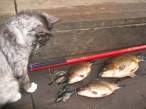 Fish.jpg