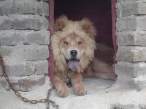 Lion.jpg