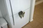 Where Is Our Cat.jpg
