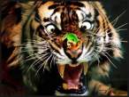 tigerfrog.jpg
