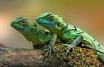 Lizzard.jpg