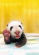 Baby panda.jpg