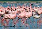 Flamingos.jpg