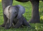 Elephant.jpg