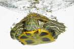 Turtle.jpg