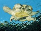 Turtle.jpg