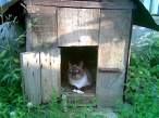Cat house.jpg