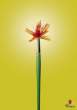 Flower.jpg