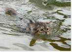 Swim.jpg