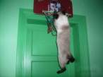 Dunk.jpg