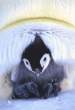 Pinguin.jpg