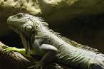 Lizzard.jpg
