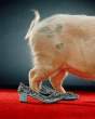 Pig.jpg