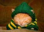 Freezing kitty.jpg