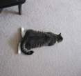 Kitty.jpg