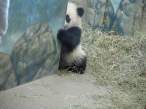 Panda.jpg