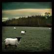 Sheep.jpg