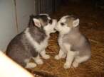 French Kiss.jpg