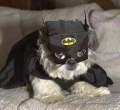 Mean Bat Dog.jpg