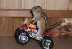 Motorcycle Squirrel.jpg