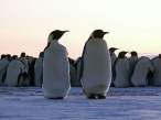 Penguins.jpg