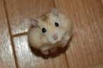 Hello.jpg
