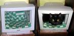 Cat home.jpg