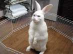 Wabbit.jpg