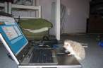 Online Hedgehog.jpg