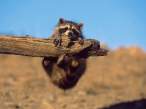 Racoon.JPG