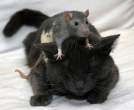 Rat.jpg
