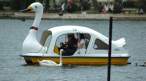 Swan.jpg