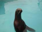 Seal.jpg