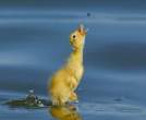 Baby Air Duck.jpg
